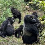 Is It Safe to Go Gorilla Trekking in Rwanda?